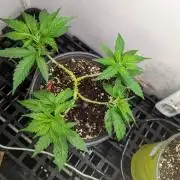 G 13 clone