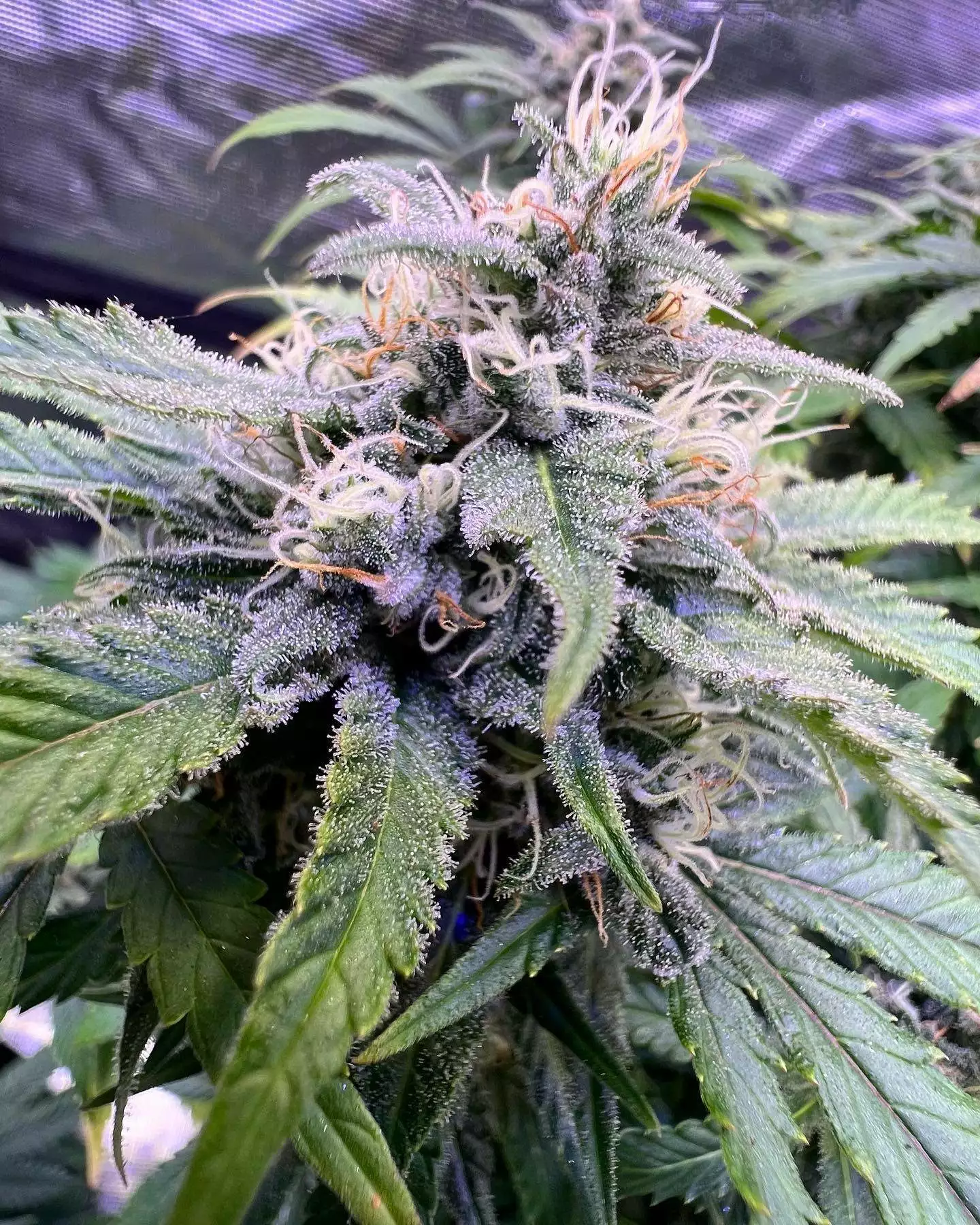 Slim 500S Seeds by Optic LED - GrowDiaries