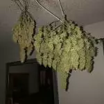 Og._Farms