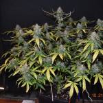 Trips Gorilla Glue