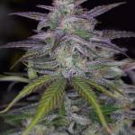 Smoothie Auto