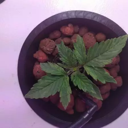 2 Fast 2 Vast Auto - DWC