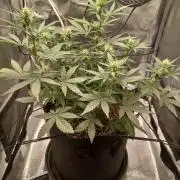 SPECIAL QUEEN #1 AUTO