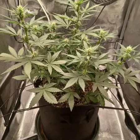 SPECIAL QUEEN #1 AUTO