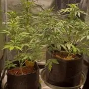 1st full indoor grow