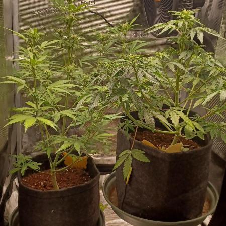 1st full indoor grow