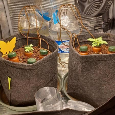 1st full indoor grow