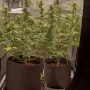 1st full indoor grow