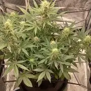 SPECIAL QUEEN #1 AUTO