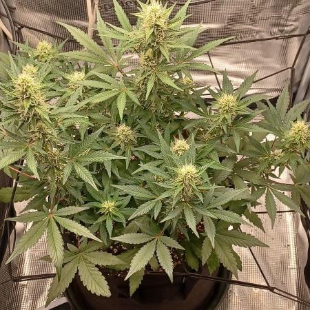 SPECIAL QUEEN #1 AUTO