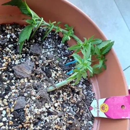 Freeseed rqs 2025