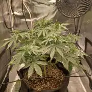 2nd cookies gelato auto