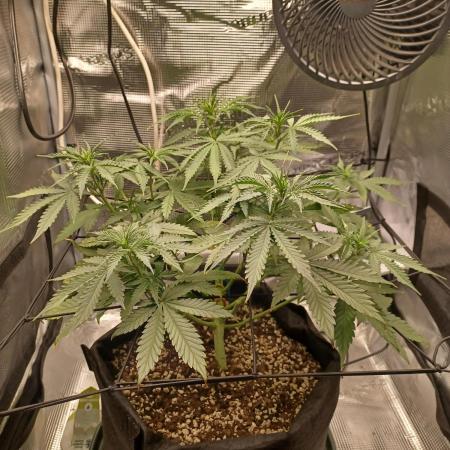 2nd cookies gelato auto