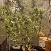 2nd cookies gelato auto