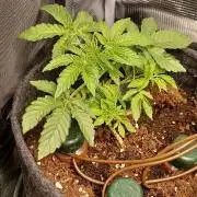 1st full indoor grow