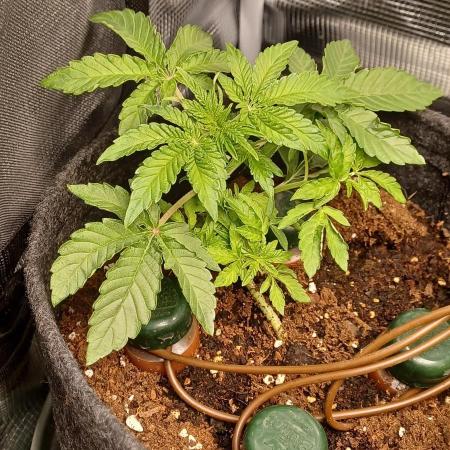 1st full indoor grow