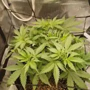 2nd cookies gelato auto