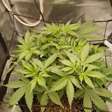2nd cookies gelato auto