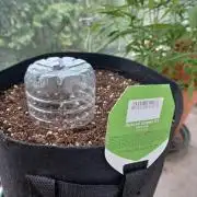 SPECIAL QUEEN #1 AUTO