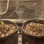 Two royal cookies 🍪