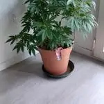 Freeseed rqs 2025