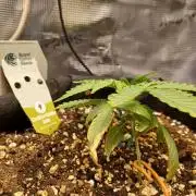 2nd cookies gelato auto