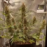 SPECIAL QUEEN #1 AUTO