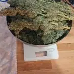 Special queen auto 2025 outdoor