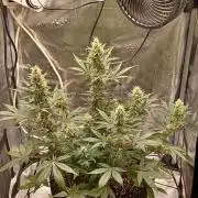 SPECIAL QUEEN #1 AUTO
