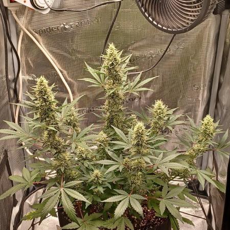 SPECIAL QUEEN #1 AUTO