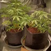 1st full indoor grow