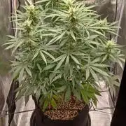 2nd cookies gelato auto