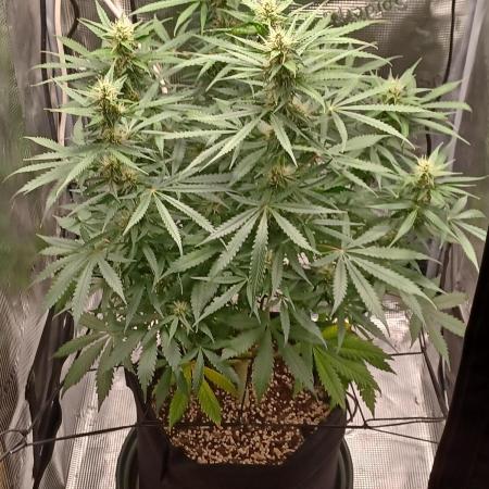 2nd cookies gelato auto