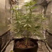 2nd cookies gelato auto