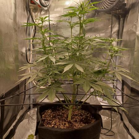 2nd cookies gelato auto