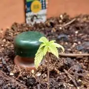 1st Royal Runtz auto rqs indoor
