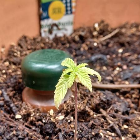 1st Royal Runtz auto rqs indoor