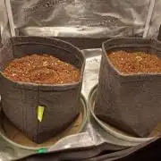 1st full indoor grow