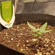 SPECIAL QUEEN #1 AUTO