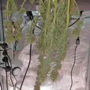 1st full indoor grow