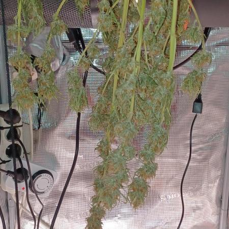 1st full indoor grow