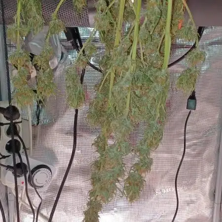 1st full indoor grow