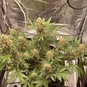 SPECIAL QUEEN #1 AUTO
