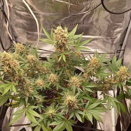 SPECIAL QUEEN #1 AUTO