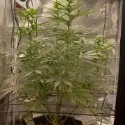 2nd cookies gelato auto