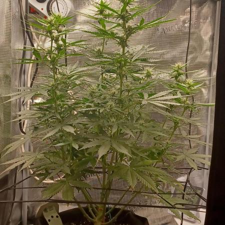 2nd cookies gelato auto