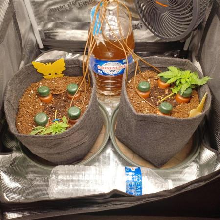 1st full indoor grow