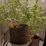 1st full indoor grow