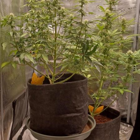 1st full indoor grow