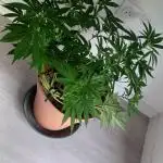 Freeseed rqs 2025